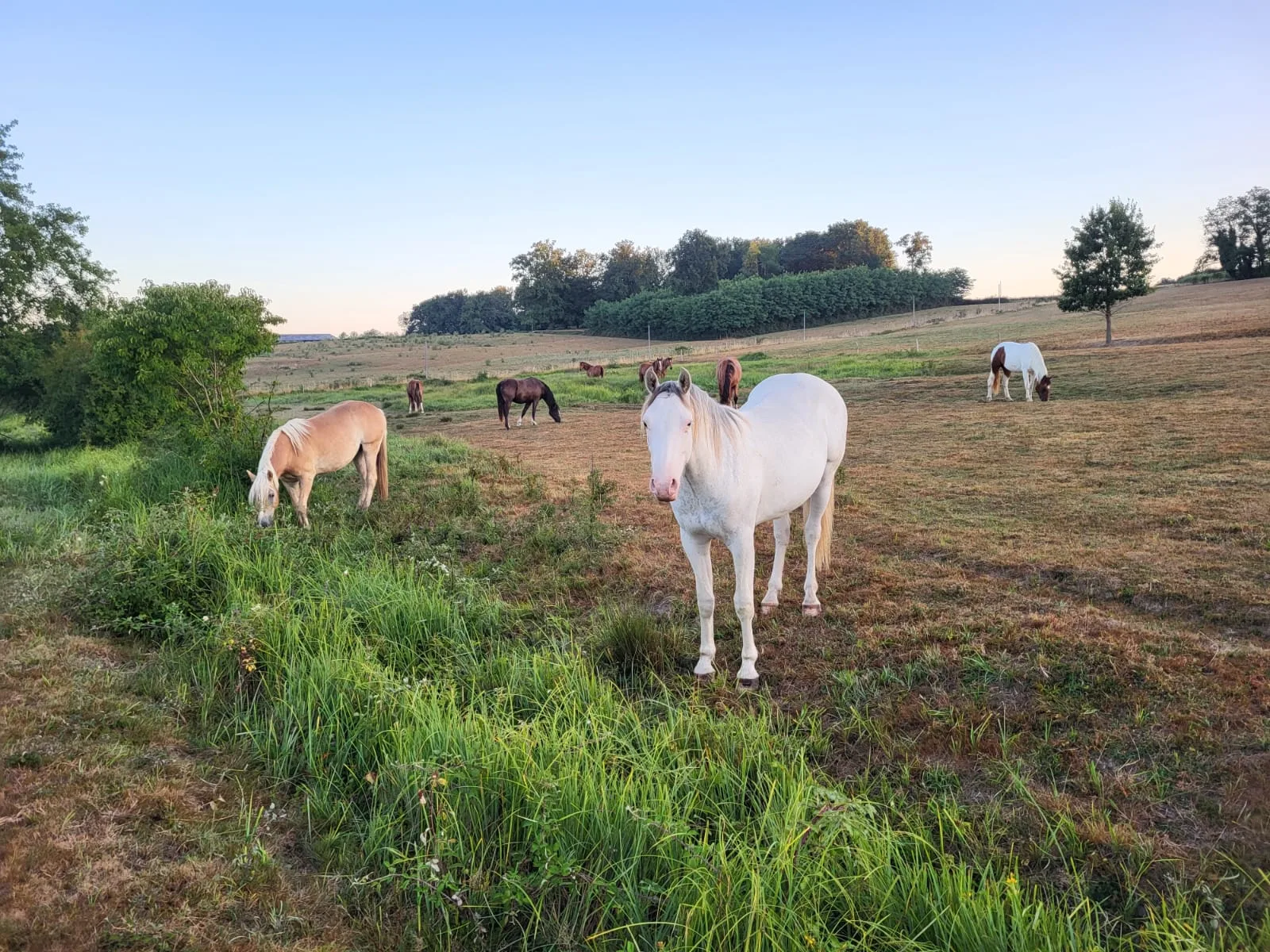 Chevaux dans la steppe estivale